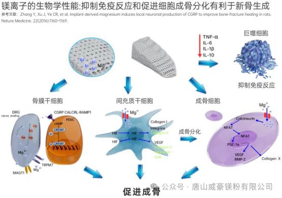 镁应用：金属3D打印骨科植入物逆势崛起 雾化镁合金粉发展前景优(图3)