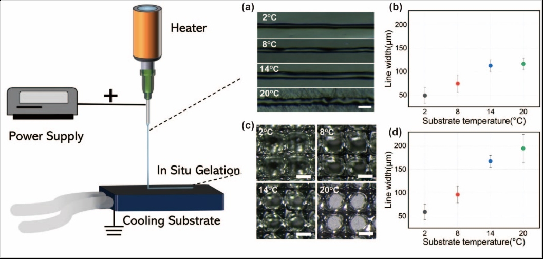 Kaiyun：突破！APL刊发肿瘤院医工中心新型生物材料打印技术（SGEHD）(图2)