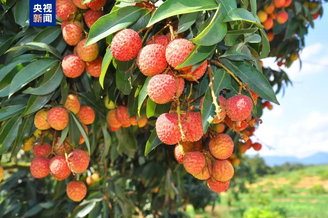 茂名荔枝的“甜蜜经济”：打好这三张“牌”是关键