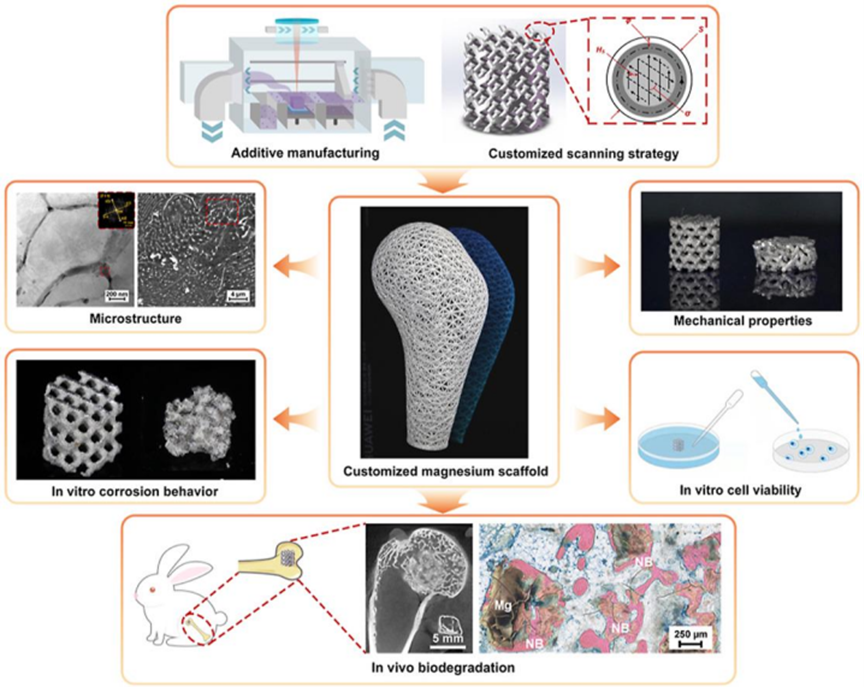 Kaiyun：3D打印展会TCT2026峰会看医疗新视角！专家解读3D打印植入物临床新成果(图4)