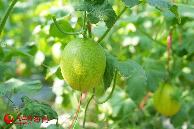 Kaiyun：昌江的蜜瓜为啥这样甜？答案写在瓜农的笑脸上(图4)