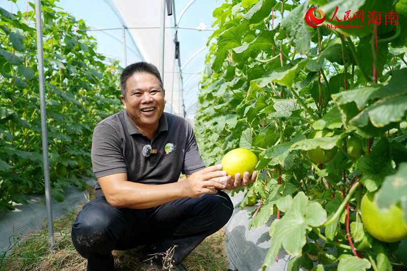 Kaiyun：昌江的蜜瓜为啥这样甜？答案写在瓜农的笑脸上(图3)