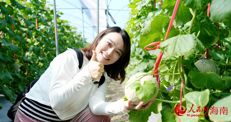 Kaiyun：昌江的蜜瓜为啥这样甜？答案写在瓜农的笑脸上(图2)