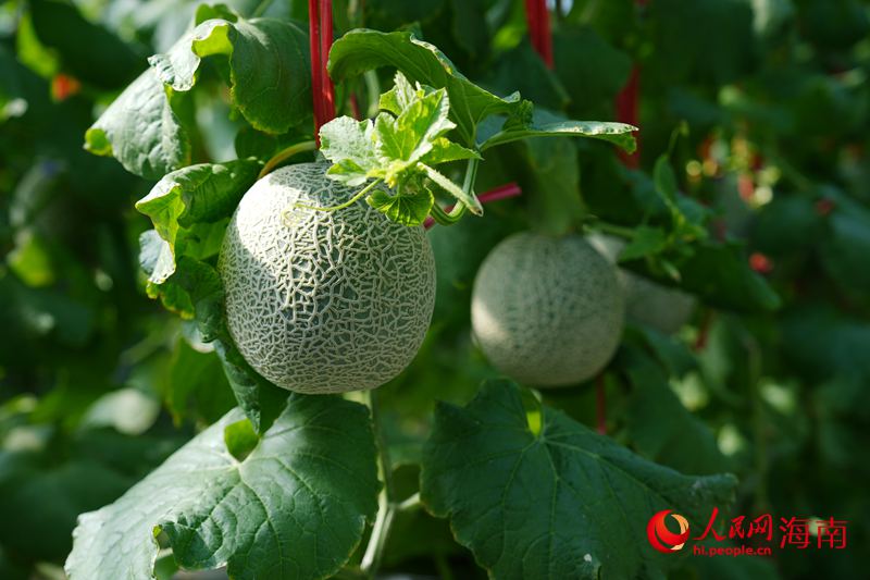 Kaiyun：昌江的蜜瓜为啥这样甜？答案写在瓜农的笑脸上(图5)