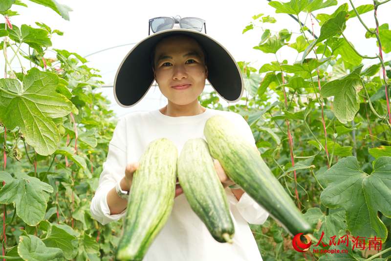 Kaiyun：昌江的蜜瓜为啥这样甜？答案写在瓜农的笑脸上(图7)