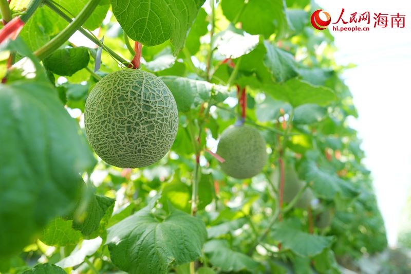 Kaiyun：昌江的蜜瓜为啥这样甜？答案写在瓜农的笑脸上(图6)