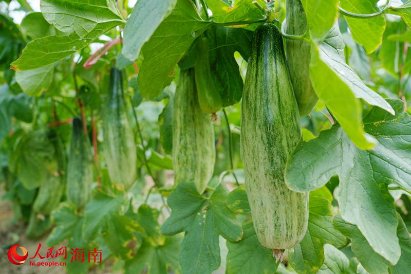 Kaiyun：昌江的蜜瓜为啥这样甜？答案写在瓜农的笑脸上(图10)